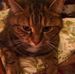 Profile Picture of Florence Tibbles Bernadette Whiskaz (@florence.whiskaz) on Facebook