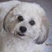 Profile Picture of Lorraine Trapp (@lorrainetrapp) on Pinterest