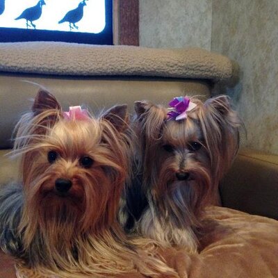 Profile Picture of Lynn Plummer (@CMsgrammy) on Twitter