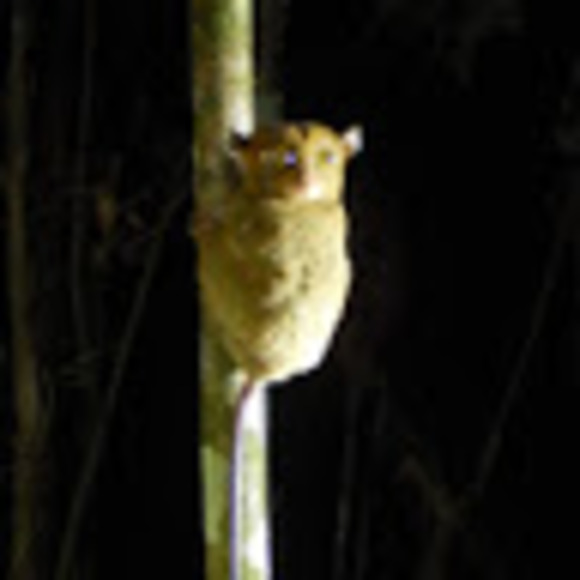 Profile Picture of Jessica Bredvik (@jessicabredvik) on Poshmark