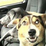 Profile Picture of Shelly Meeks (@meeksshelly) on Instagram