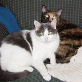 Profile Picture of Lisa Harkey (@lisahark) on Pinterest