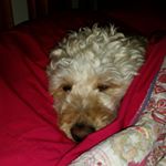 Profile Picture of Fiona McDowell (@fiona.m.mcdowell) on Instagram