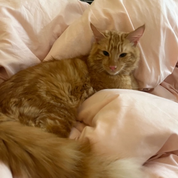 Profile Picture of Gianna Nicora (@gianna_nicora) on Poshmark