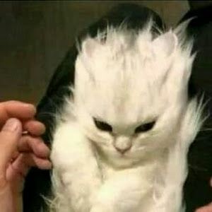 Profile Picture of benjaminneri4 (@benjaminneri4) on Tiktok