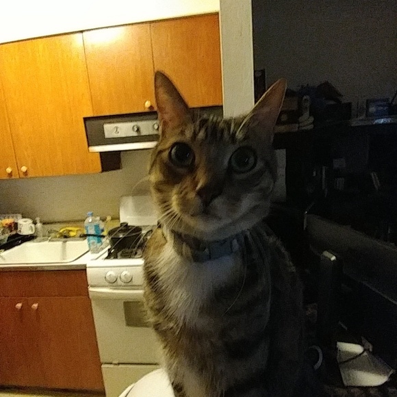 Profile Picture of George Giannisis (@ggiannisis) on Poshmark