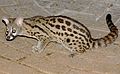 Profile Picture of Cape geneton Wikipedia
