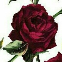 Profile Picture of Violet Winter (@violet-winter-4) on Quora