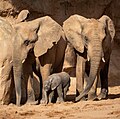 Profile Picture of Makena (elephant)on Wikipedia