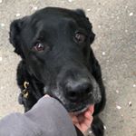 Profile Picture of rudy.bella.oliver.otis.beans (@rudy.bella.oliver.otis.beans) on Instagram