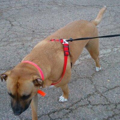 Profile Picture of Jd Foust (@sir_shakesAlot) on Twitter