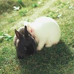 Profile Picture of Aaron Qin (@cheekcheck) on Instagram