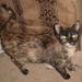 Profile Picture of Jeannie Chaney (@jeanniecelia123) on Pinterest