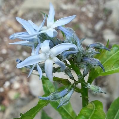 Profile Picture of Linda Pfenning (@linda_steve) on Twitter