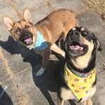 Profile Picture of Benton Ricard & Bruce Ricard (@tripodbenton) on Instagram