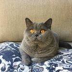 Profile Picture of Josephine - British shorthair (@misssmileyjosephine) on Instagram