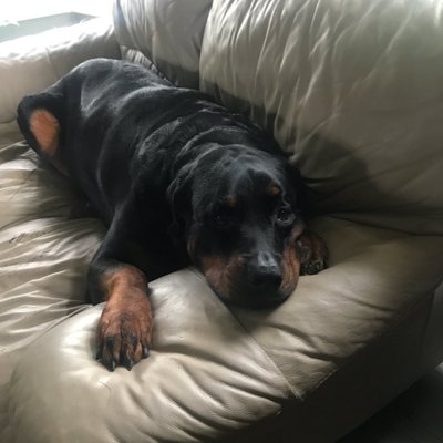 Profile Picture of Tate (@chasecabral1) on Twitter