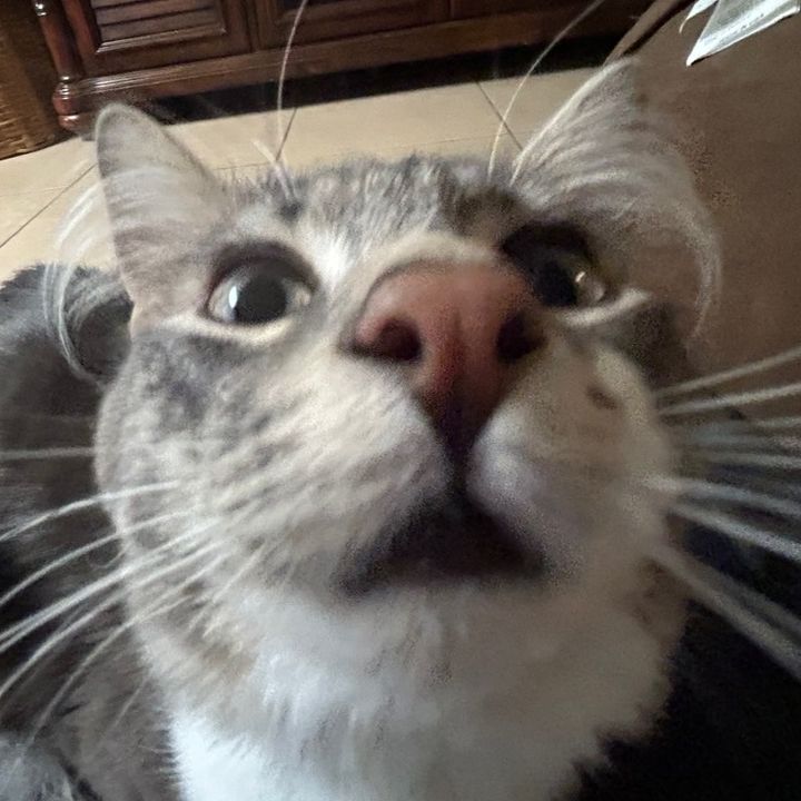 Profile Picture of Chase Copeland 7 (@chase_copeland7) on Tiktok