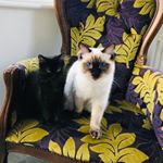 Profile Picture of Arnie & Brian Pancake 🐱🐱 (@arnielovesyou) on Instagram