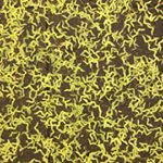 Profile Picture of thomas arthur lyons (@tomas_aquinas) on Instagram