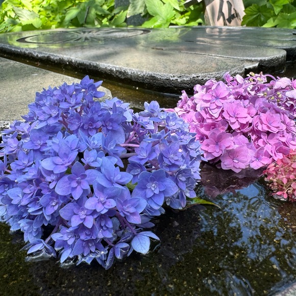 Profile Picture of Yanfei Zhang (@zhyanfei123) on Poshmark