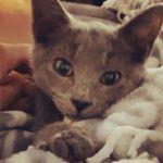 Profile Picture of Herbert Burns (@bertburnsdakitty) on Instagram