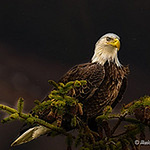 Profile Photo of Alaskan Eagle Photography (@alaskan eagle photography) on Flickr