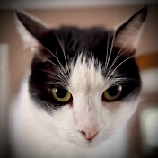 David Wilson-Okamura - Youtube Profile Picture of David Wilson-Okamura (@dswo70) on Youtube