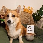 Profile Picture of Knoppers (@knoppers_the_corgi) on Instagram