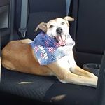 Profile Picture of Rusty (@rusty_the_shepherd) on Instagram