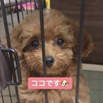 Profile Picture of トイプードル ココちゃん♥ (@coco_chan0105) on Instagram