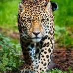 Profile Picture of Michaël Grall (@michael.grall.90) on Facebook