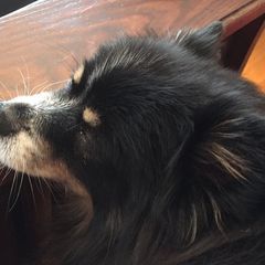 Profile Picture of shellysenger (@shellysenger) on Tiktok