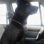 Profile Picture of Brandon Jacobson (@jacobson.brandon) on Instagram