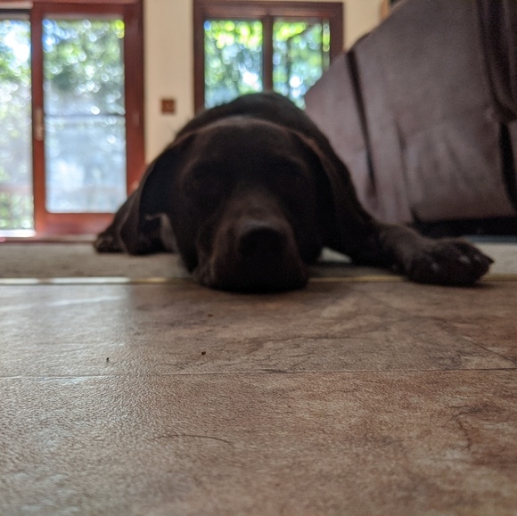 Profile Picture of David Balousek (@dbalouse) on Poshmark