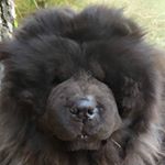 Profile Picture of ~Kuma_Dan~ (@_chow_chow_dan_) on Instagram