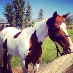 Profile Picture of RainDance-Brianna Willey (@raindance_theprettypaint) on Instagram