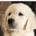 Profile Picture of Nancy Galeassi (@gracielu1) on Pinterest