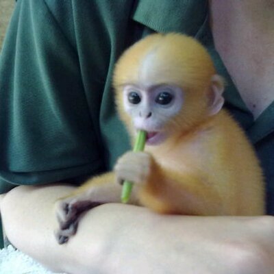 Profile Picture of Jo Marden (@jomonkeys) on Twitter