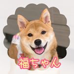 Profile Picture of 豆柴 福ちゃん💛 豆柴 富くん💚 (@mame.fukuchan) on Instagram