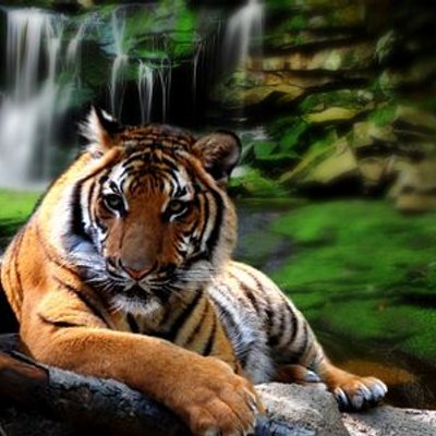 Profile Picture of Tunisha Mitchell (@6715f0c8a802426) on Twitter