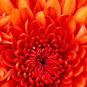 Profile Picture of Rebecca Dawes (@rebeccadawes5802) on Youtube