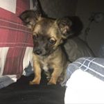 Profile Picture of Reggie Andrews (@reggie_the_chihuahua_) on Instagram