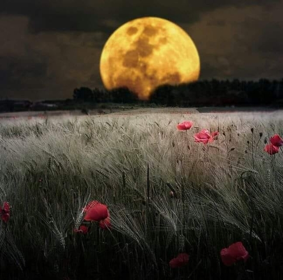 Profile Picture of Tiffany Poston (@trippa1984) on Poshmark