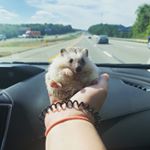 Profile Picture of Jenna Lutovsky (@twoweirdhogs) on Instagram