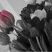 Profile Picture of Shawna Chadwick (@shawnadn70) on Pinterest