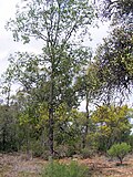 Profile Picture of Cadelliaon Wikipedia
