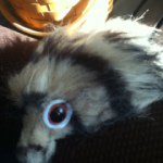 Profile Picture of joe_the_weasel (@joe_the_weasel) on Instagram