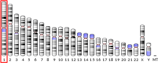 Profile Picture of Glucocerebrosidaseon Wikipedia