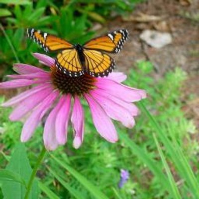 Profile Picture of Jeff Huggins (@BioforceJeff) on Twitter